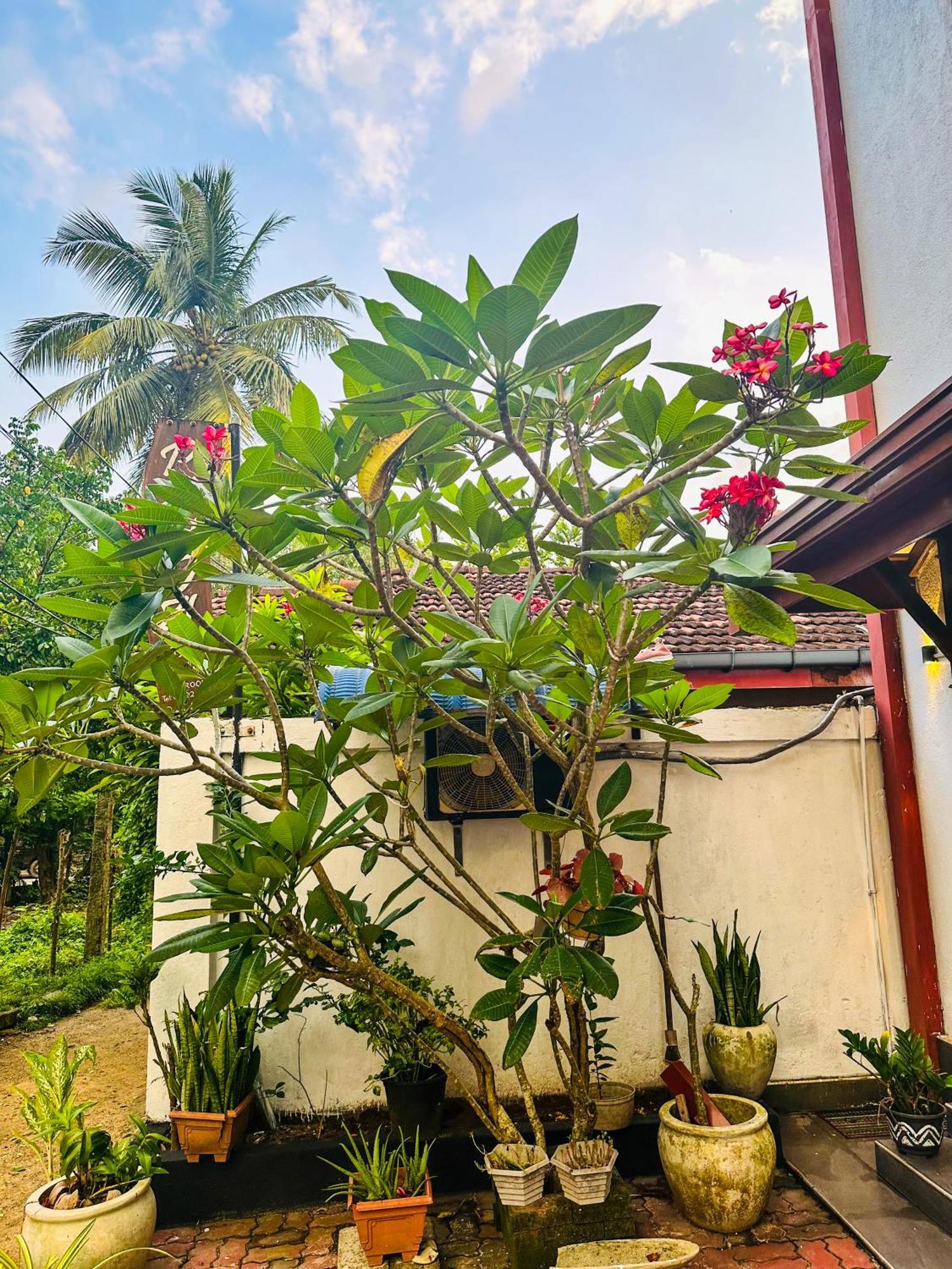 New Panda House Hotell Galle Eksteriør bilde